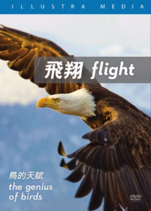 Flight_DVD-box cover