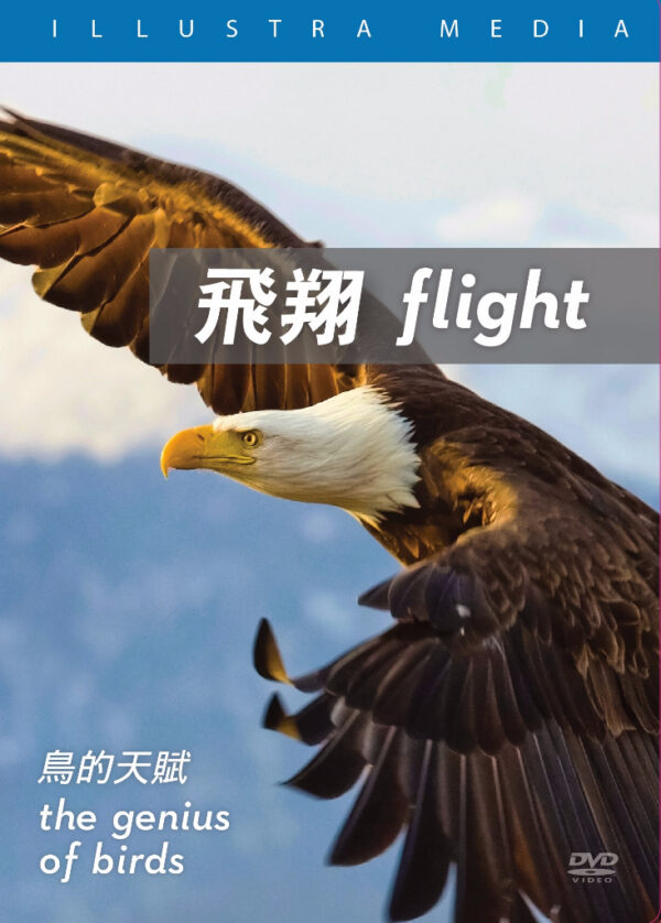 飛翔